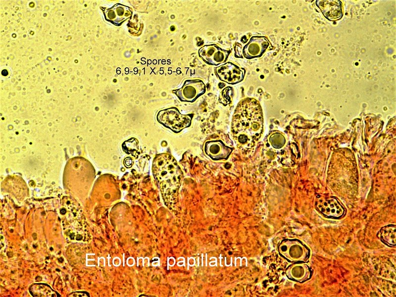 Entoloma papillatum-amf782-micro.jpg - Entoloma papillatum ; Syn1: Rhodophyllus clandestinus ; Syn2: Nolanea papillata ; Nom français: Entolome papillé